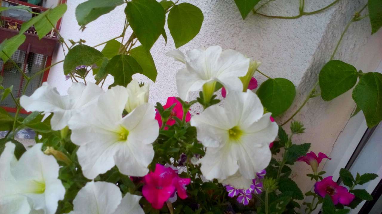 Blommig på balkongen Pussel online