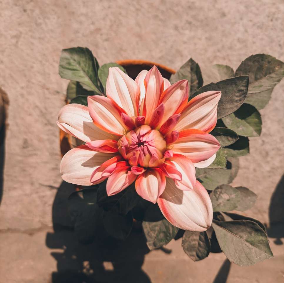 Fiore rosa e bianco sul vaso nero puzzle online
