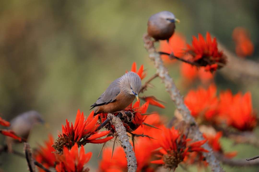 Grijze en witte vogel op bruine boomtak online puzzel