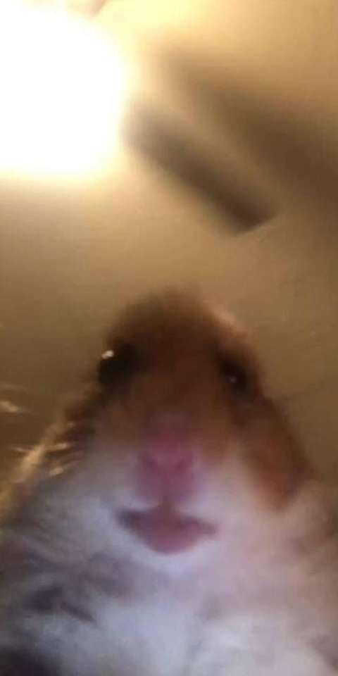 Hamster meme παζλ online
