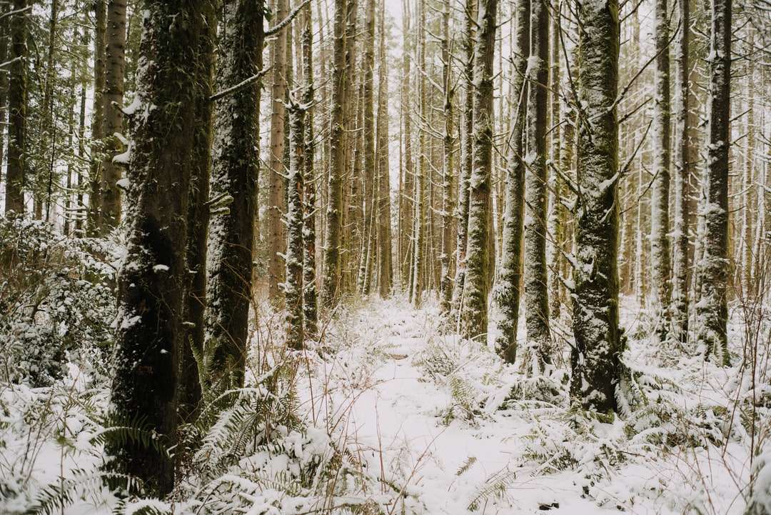 tagsüber schneebedeckte Bäume Puzzlespiel online