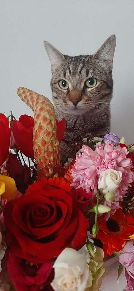 Пъзел с котка и цветя онлайн пъзел