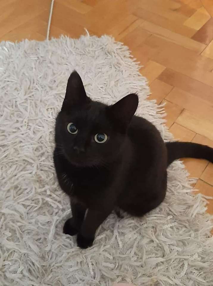 Fekete macska online puzzle
