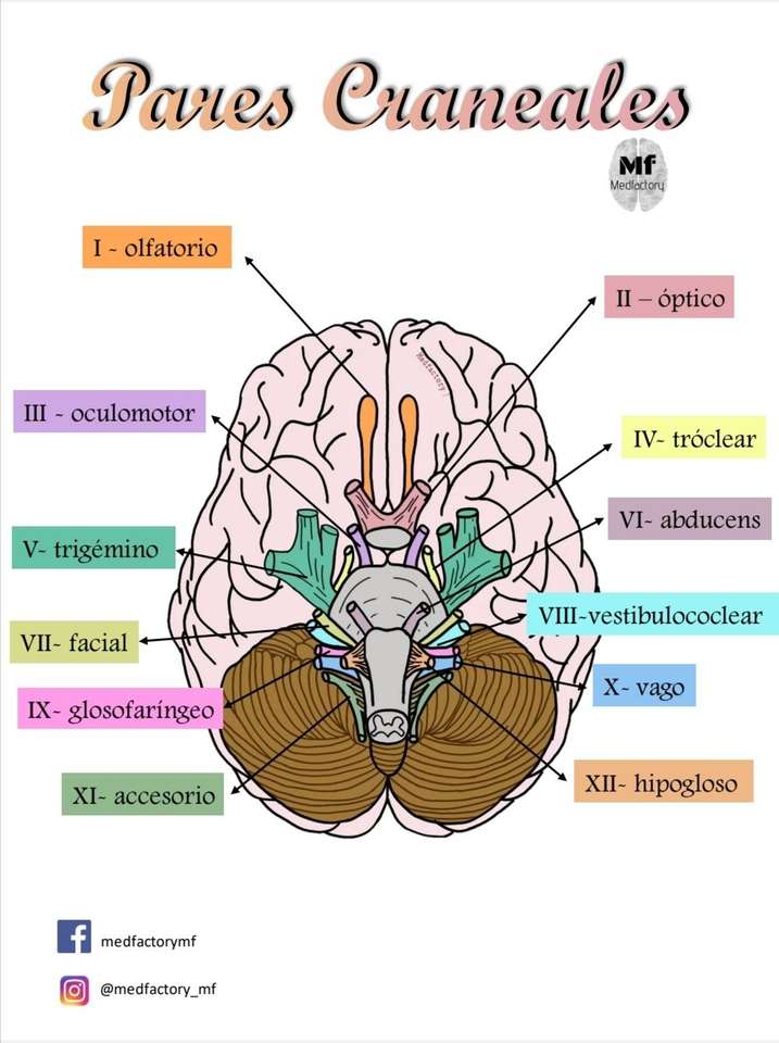 脳神経 ジグソーパズルオンライン