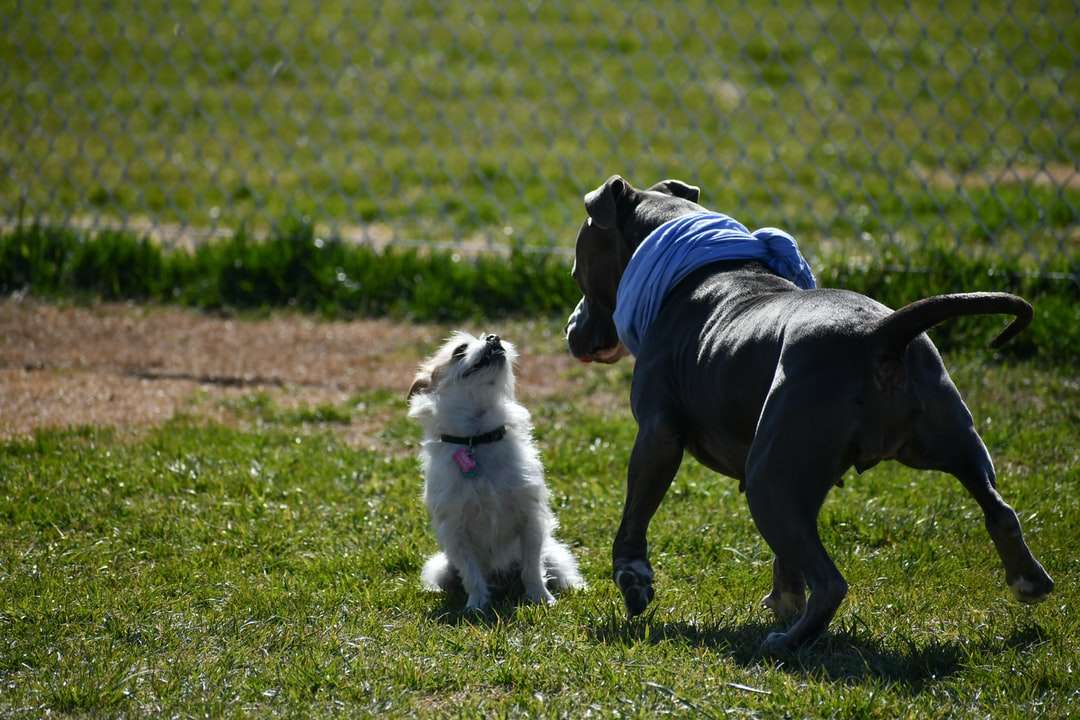 бяло и черно куче с късо покритие със синя и бяла риза онлайн пъзел