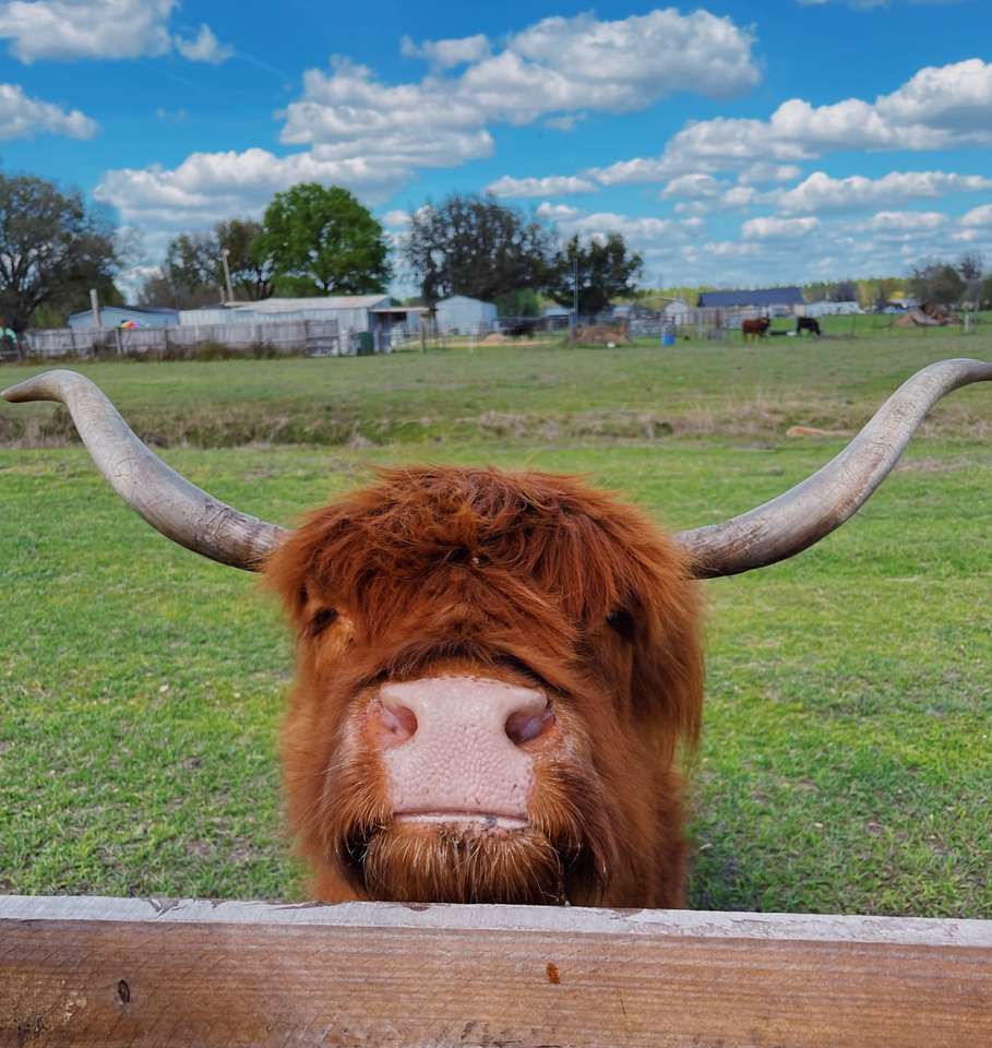 коричнева корова на зеленій траві поля під блакитним небом в денний час пазл онлайн
