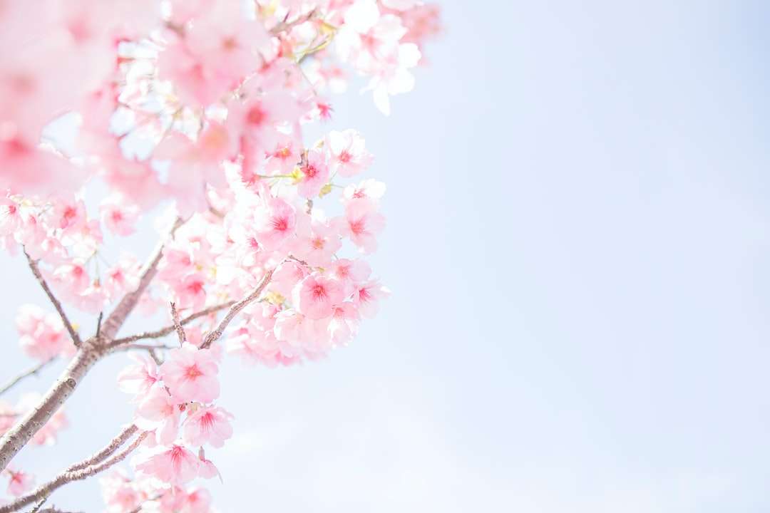 Flor de cerejeira rosa em close-up fotografia puzzle online