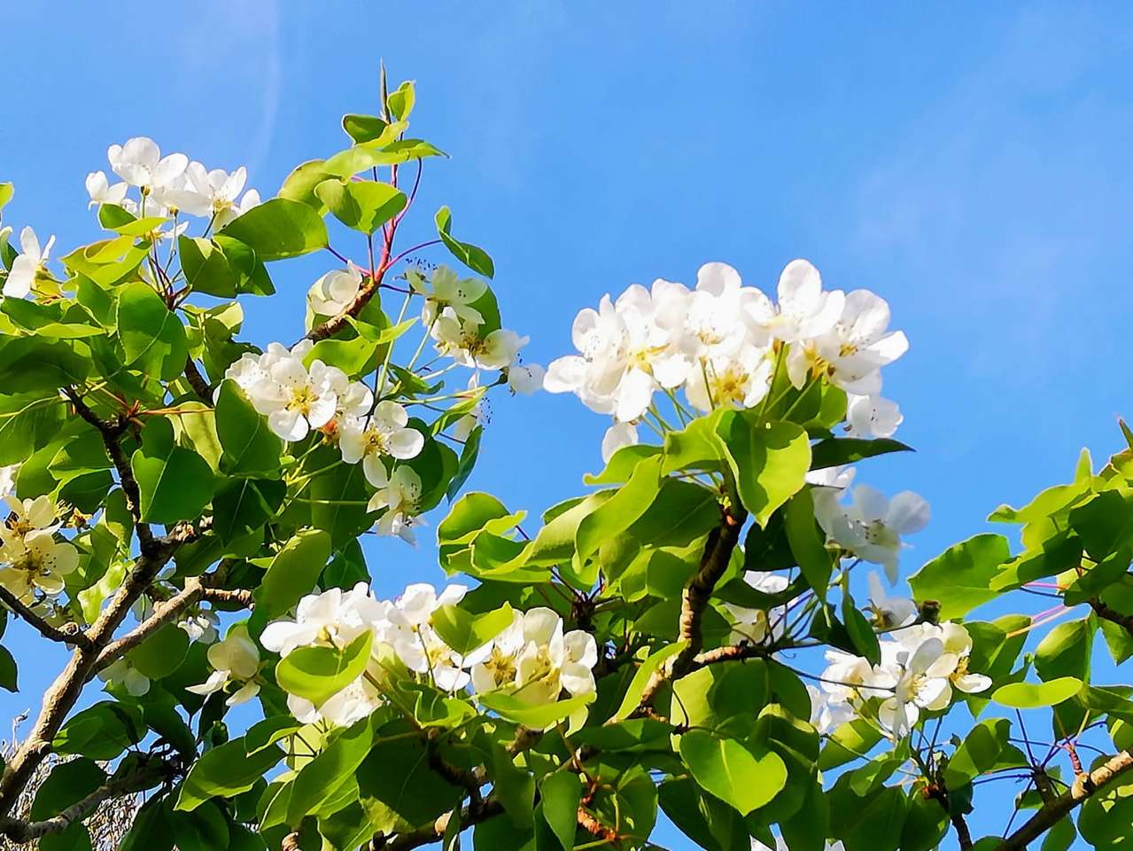 咲く梨の木 オンラインパズル