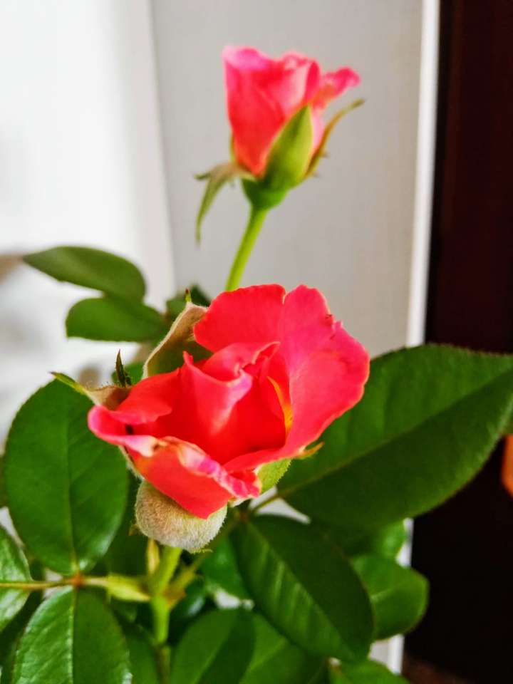 Червени рози за ... онлайн пъзел