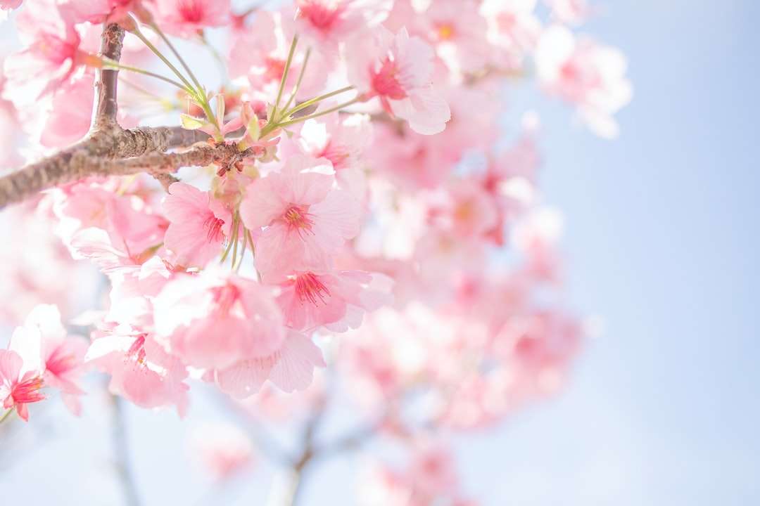 růžový a bílý třešňový květ online puzzle