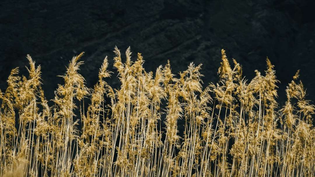 поле за кафяво пшеница през деня онлайн пъзел