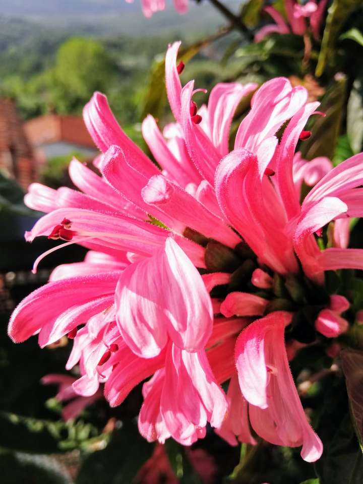 Na varanda ... flor rosa puzzle online