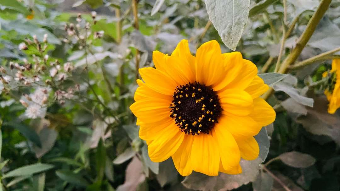 Gelbe Sonnenblume in der Nähe von oben Fotografie Online-Puzzle
