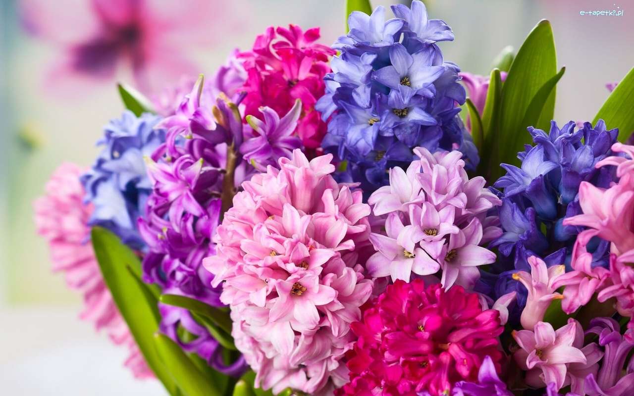 Kleurrijke hyacinten online puzzel