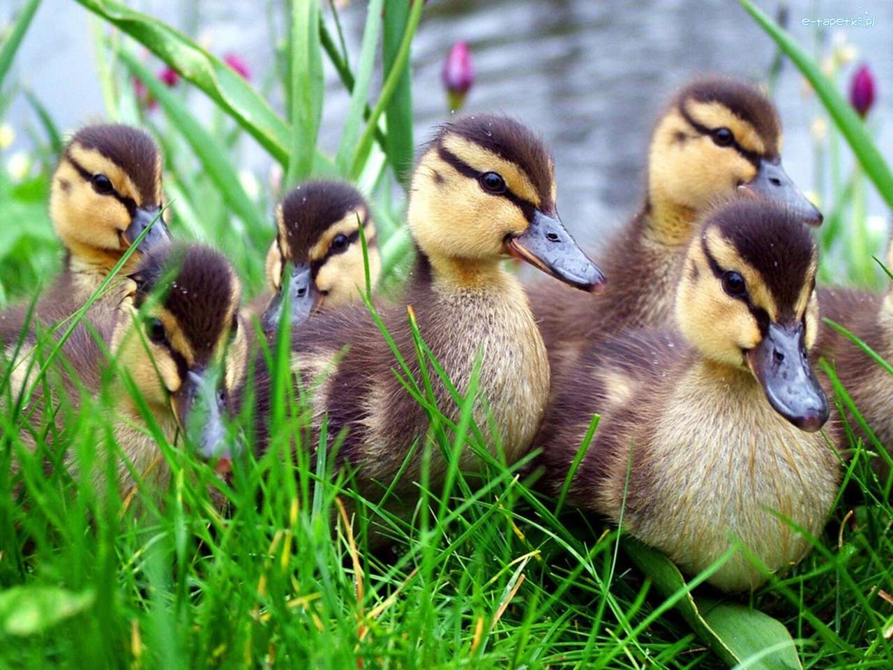 Ducklings. puzzle online