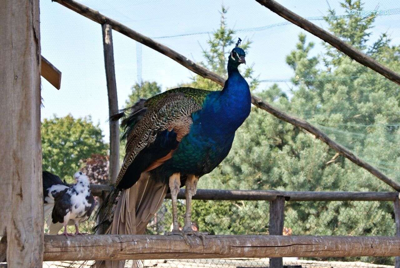 Peacock in de dierentuin online puzzel