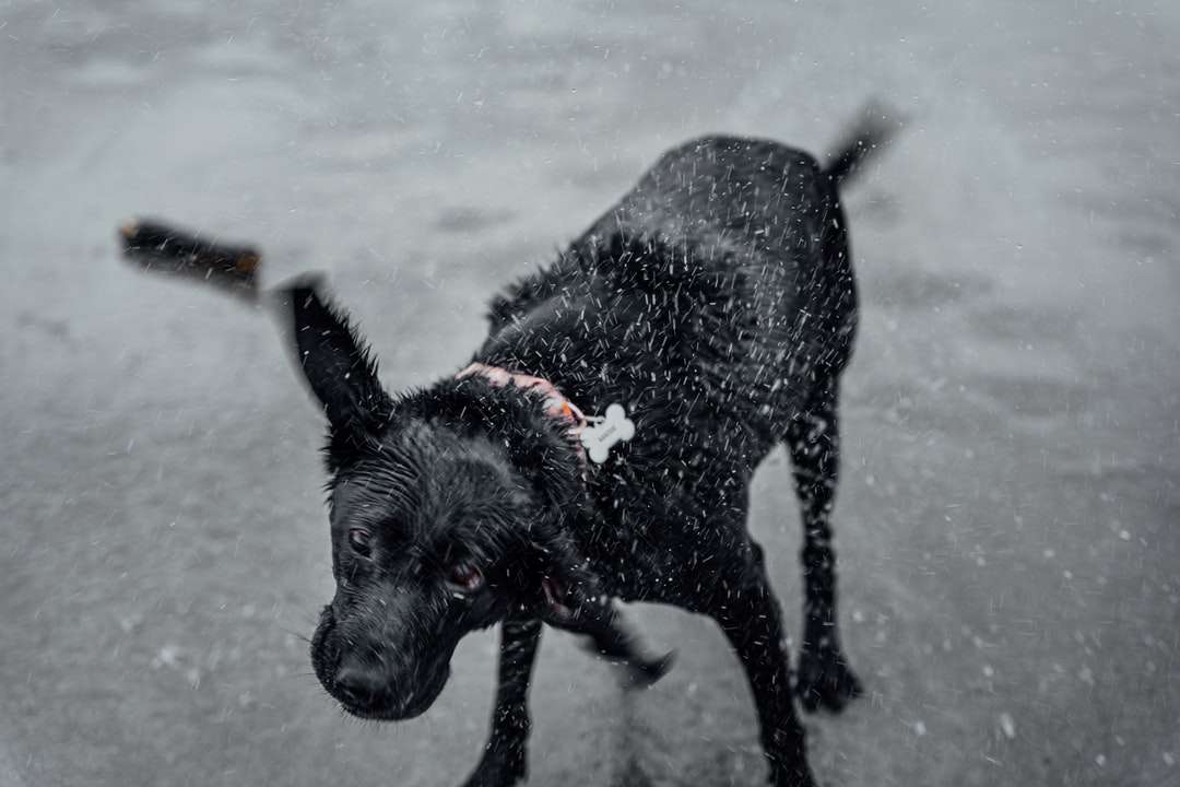 Black Labrador Retriever su terra coperta di neve puzzle online