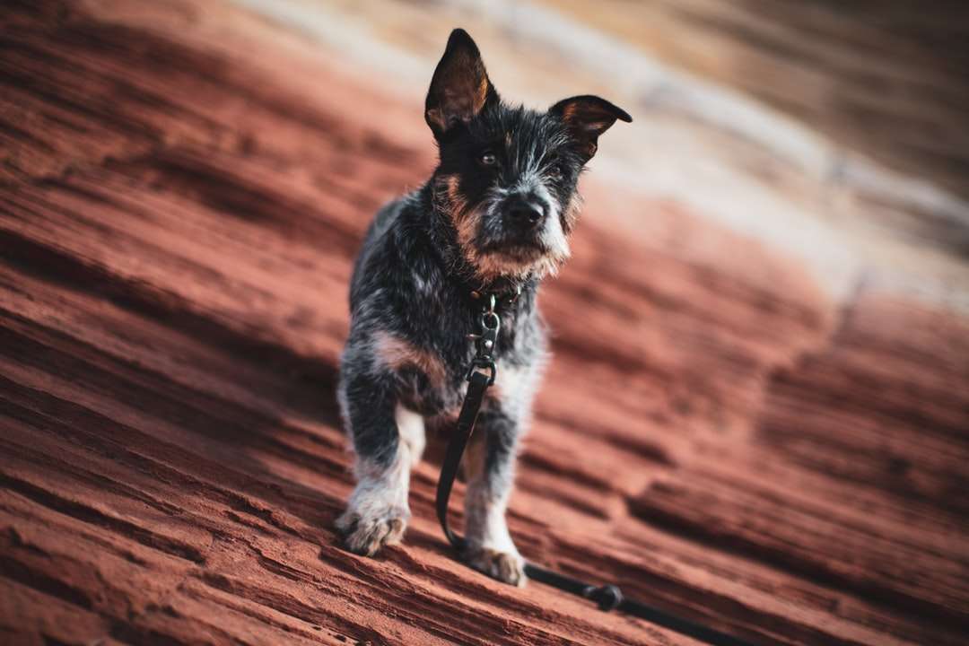 черно-белая короткошерстная маленькая собака пазл онлайн
