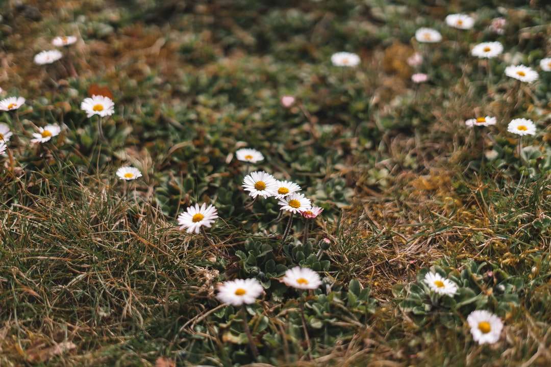 Fleurs blanches et jaunes sur l'herbe verte puzzle en ligne