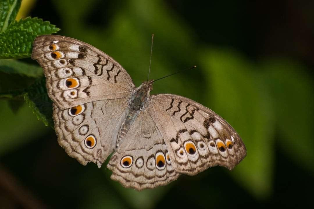 кафява и бяла пеперуда, кацнала на зелен лист онлайн пъзел