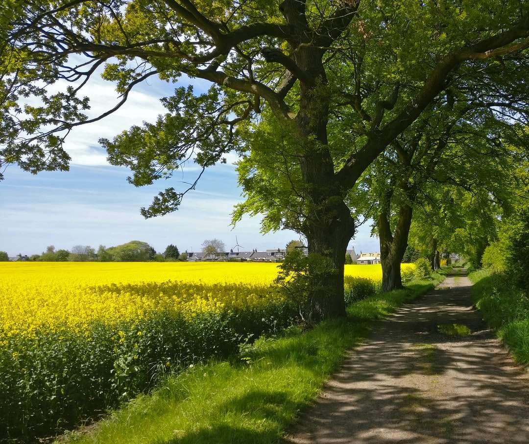 arbore verde pe câmpul de flori galbene în timpul zilei puzzle online