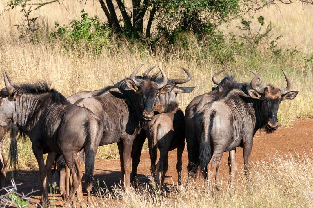 чорний буйвол на коричневому полі в денний час пазл онлайн