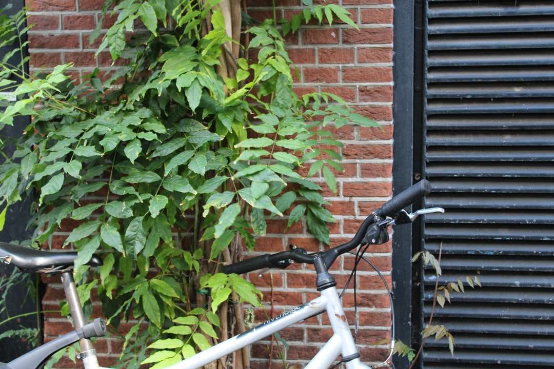 Bicicleta branca ao lado da planta verde puzzle online