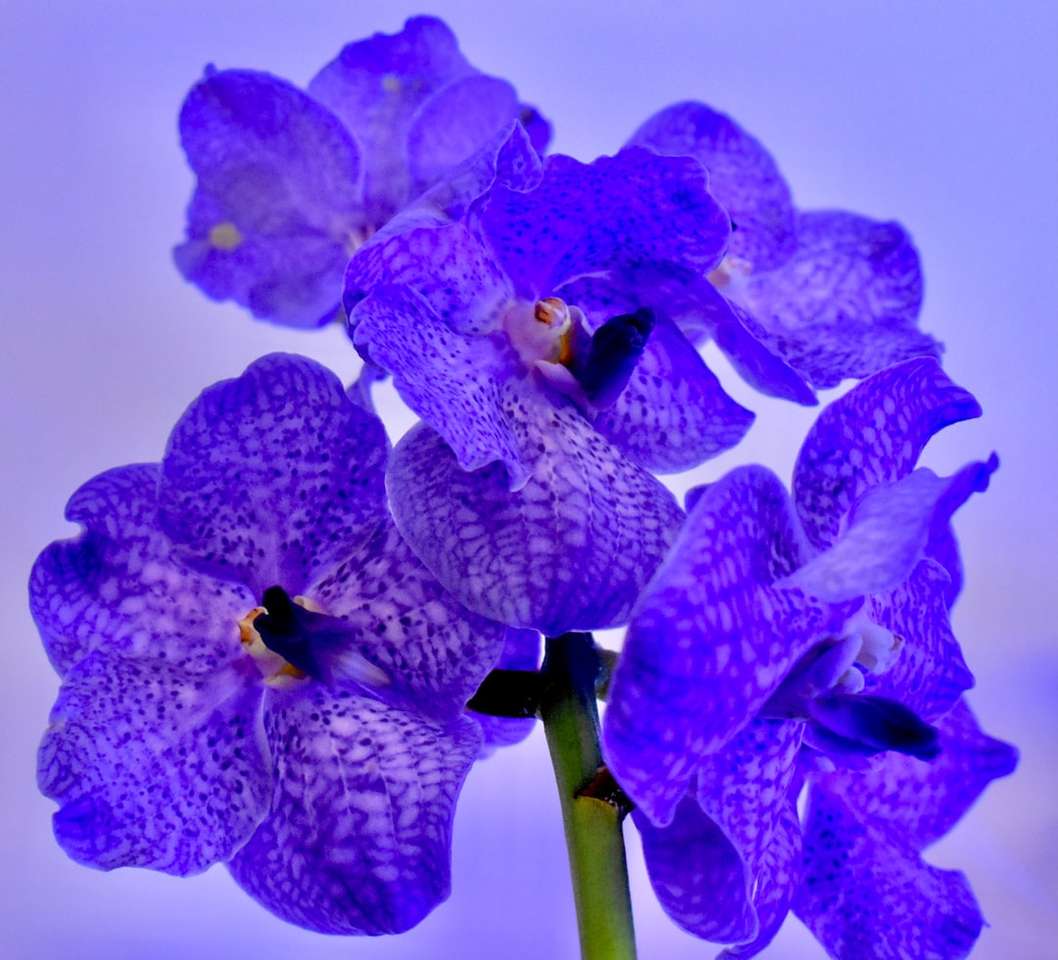 Purpurrote und grüne Motten-Orchideen in der Blütenabschluß herauf Foto Puzzlespiel online