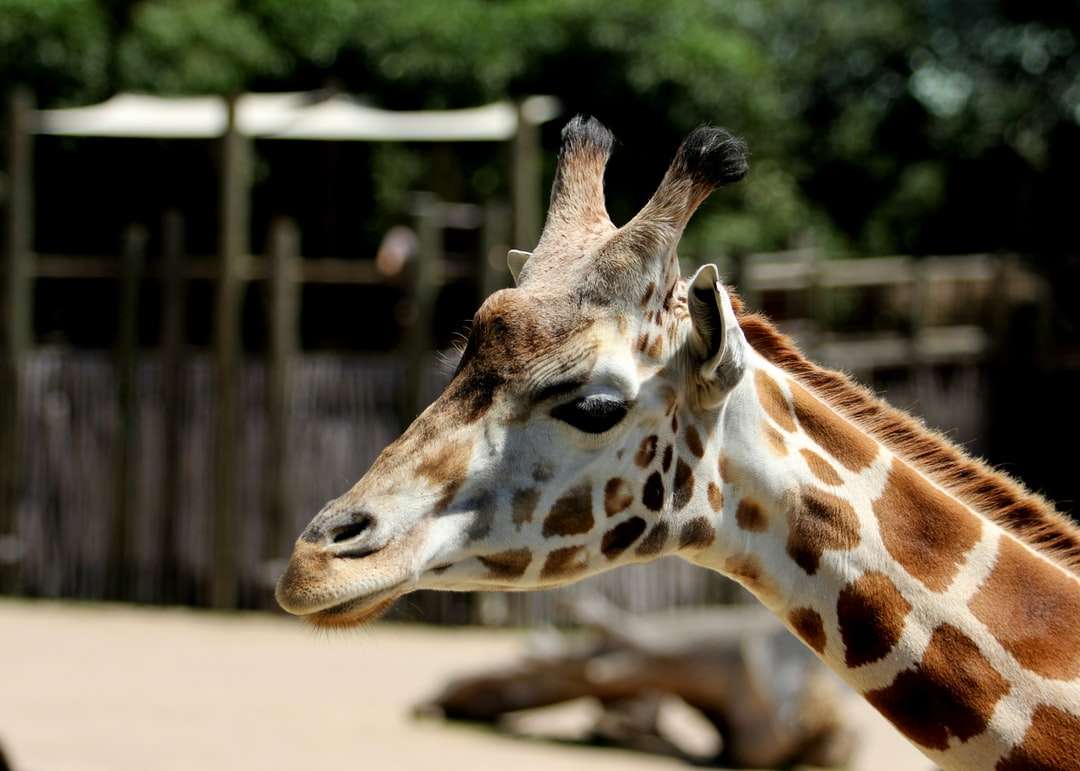 Girafa marrom e branco na gaiola quebra-cabeças online