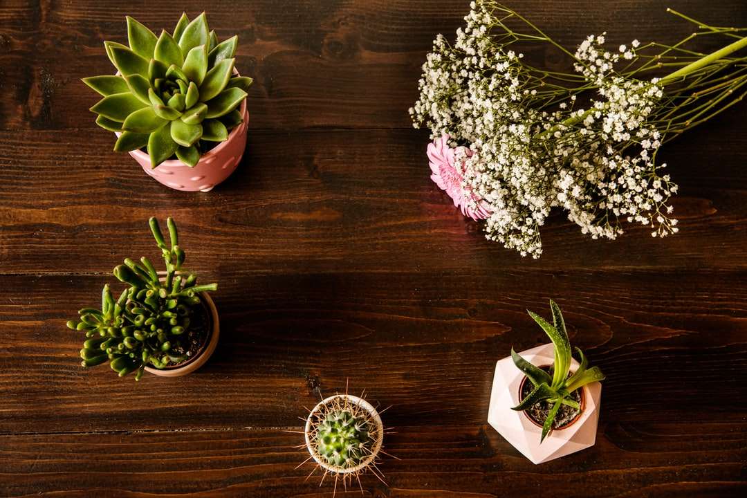 Πράσινο χυμώδες φυτό σε καφέ ξύλινο τραπέζι online παζλ
