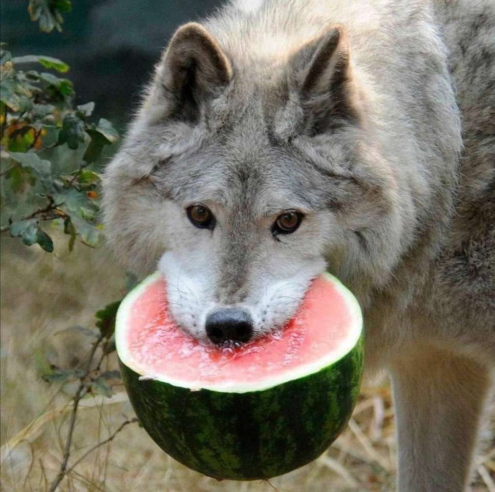 Der Hund isst Wassermelone Puzzlespiel online