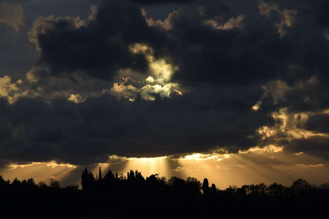 Silhuett av träd under molnig himmel under solnedgången pussel på nätet