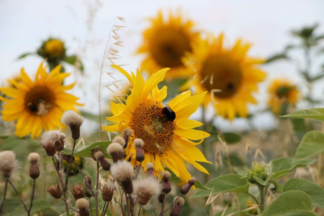 Gelbe Sonnenblume in der Blütezeit tagsüber Online-Puzzle