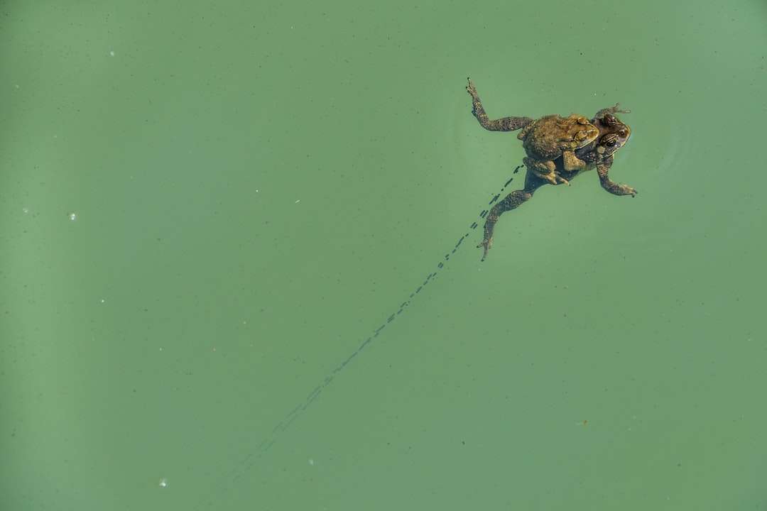 Hnědá žába na zelené vodě skládačky online