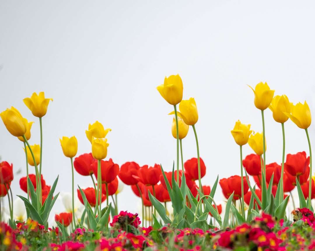 жълти и червени лалета в разцвет през деня онлайн пъзел