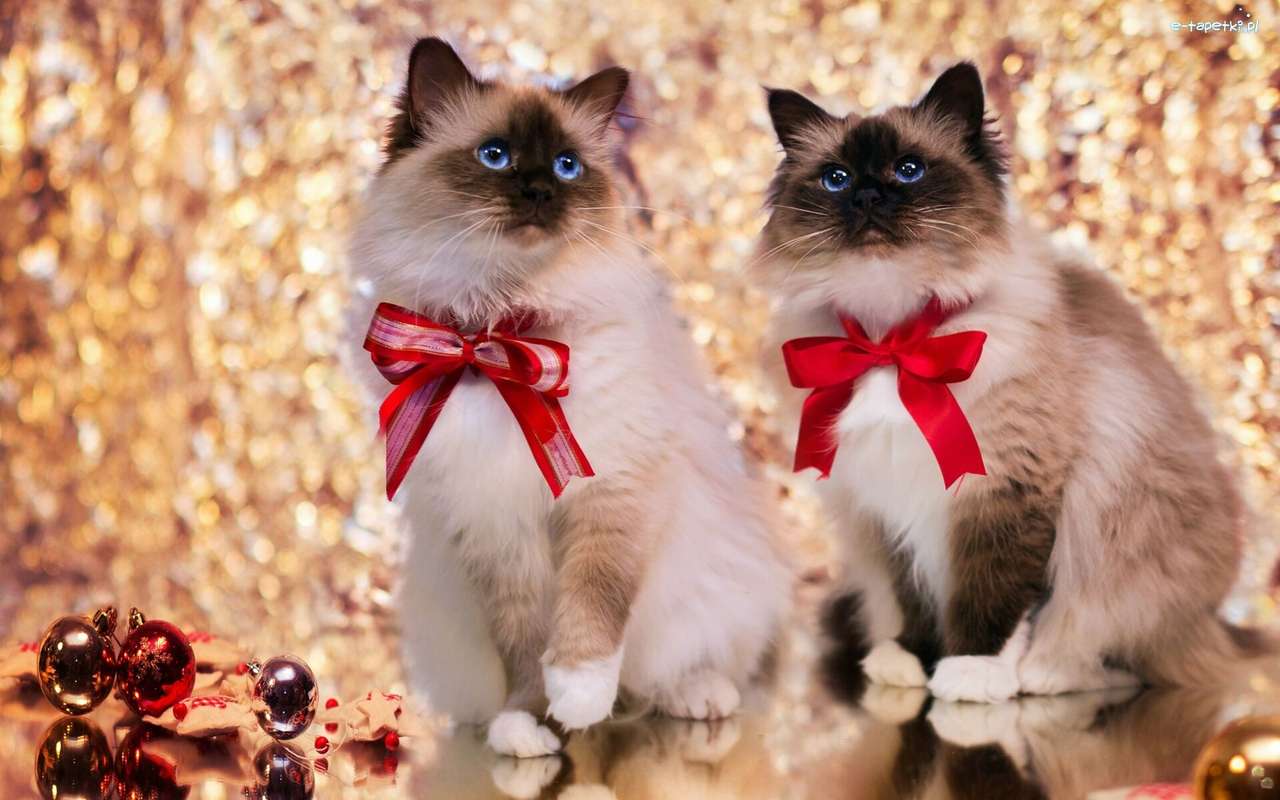 Siamese cats jigsaw puzzle online