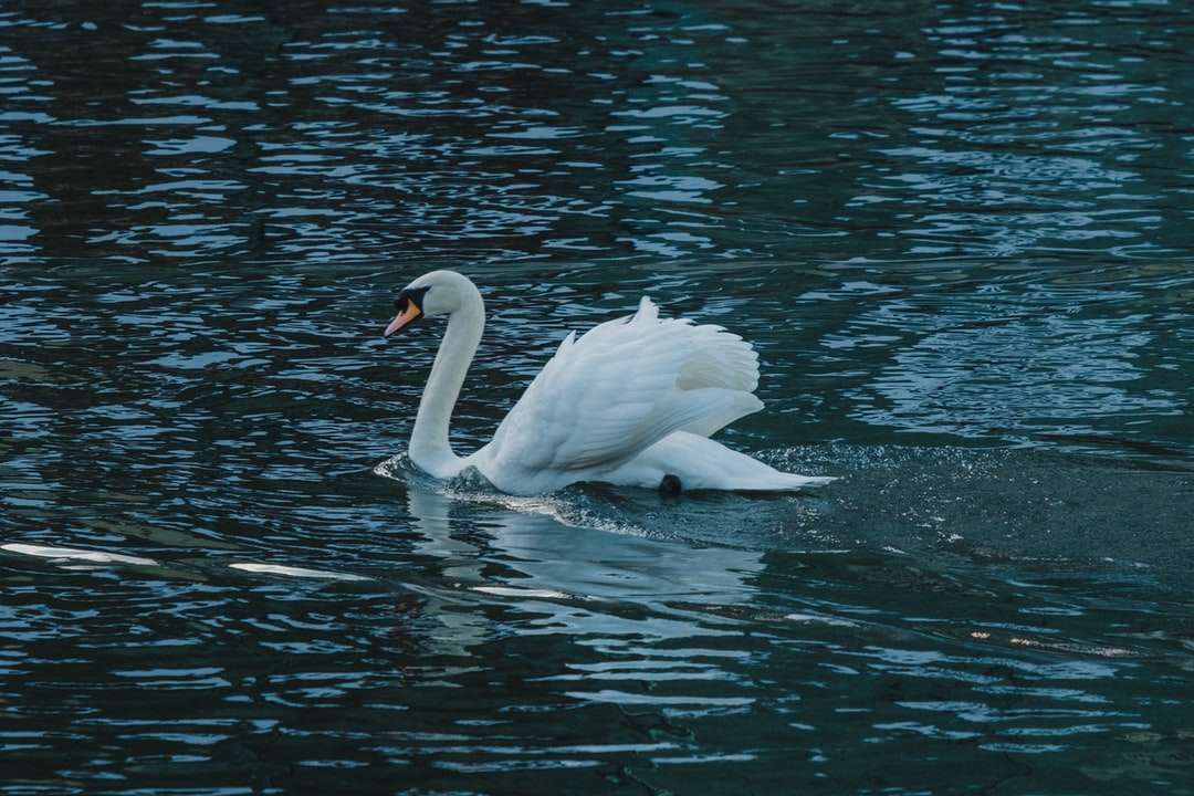 Cisne blanco en el agua durante el día rompecabezas en línea