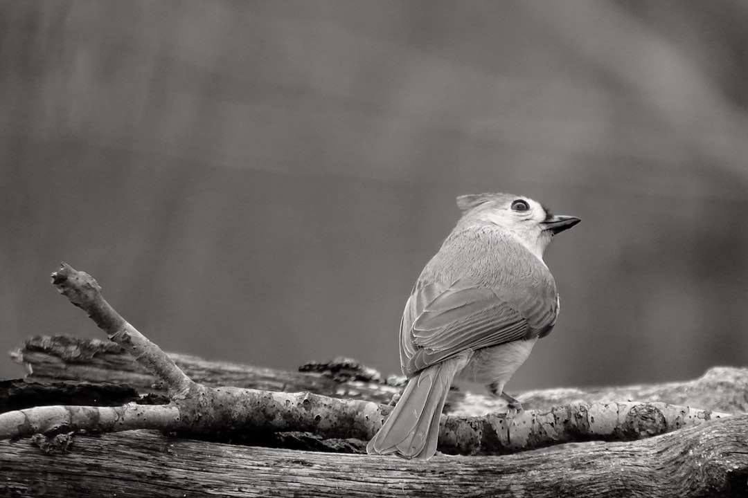 Καφέ πουλί σε καφέ κλαδί δέντρου παζλ online