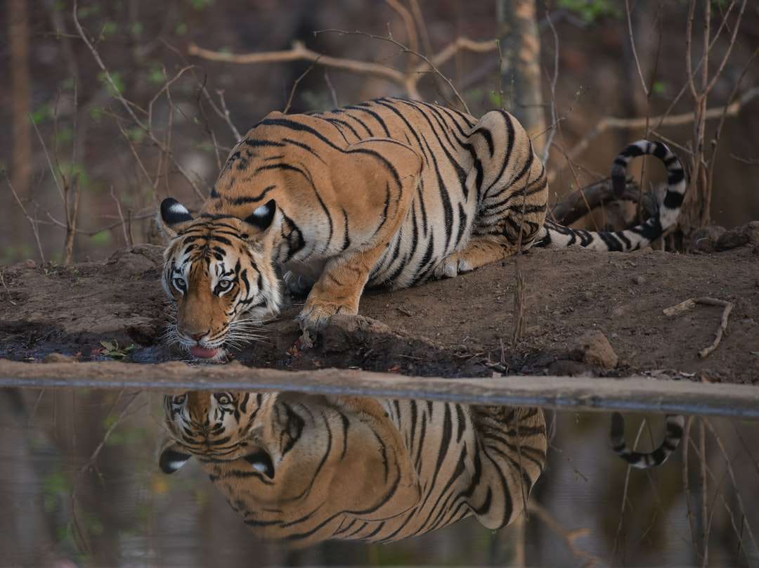 Tiger sdraiato a terra durante il giorno puzzle online
