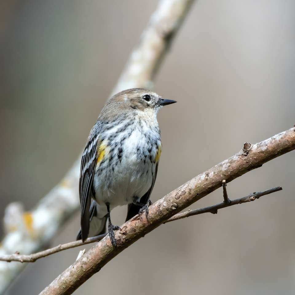 Pássaro cinzento e branco no ramo de árvore marrom quebra-cabeças online