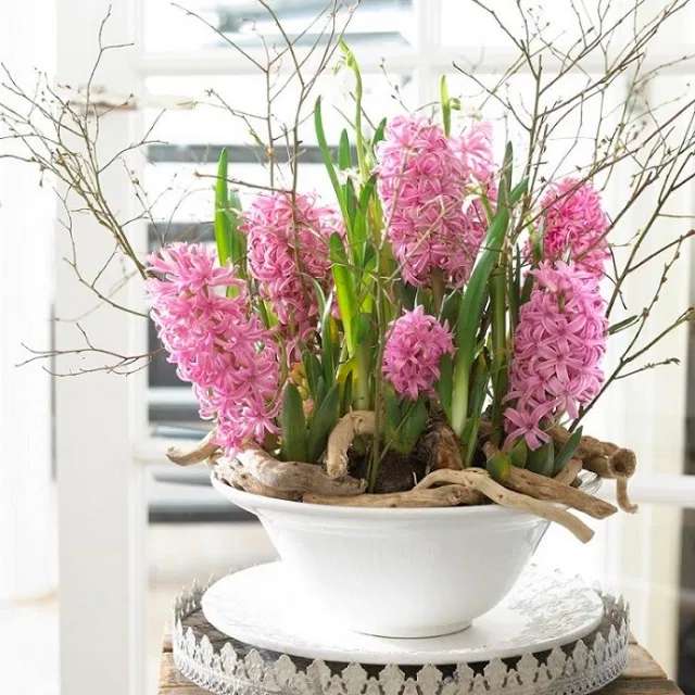 hyacinths. skládačky online