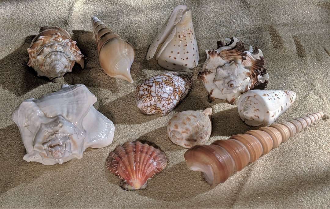 Seashell branco e marrom na areia branca puzzle online