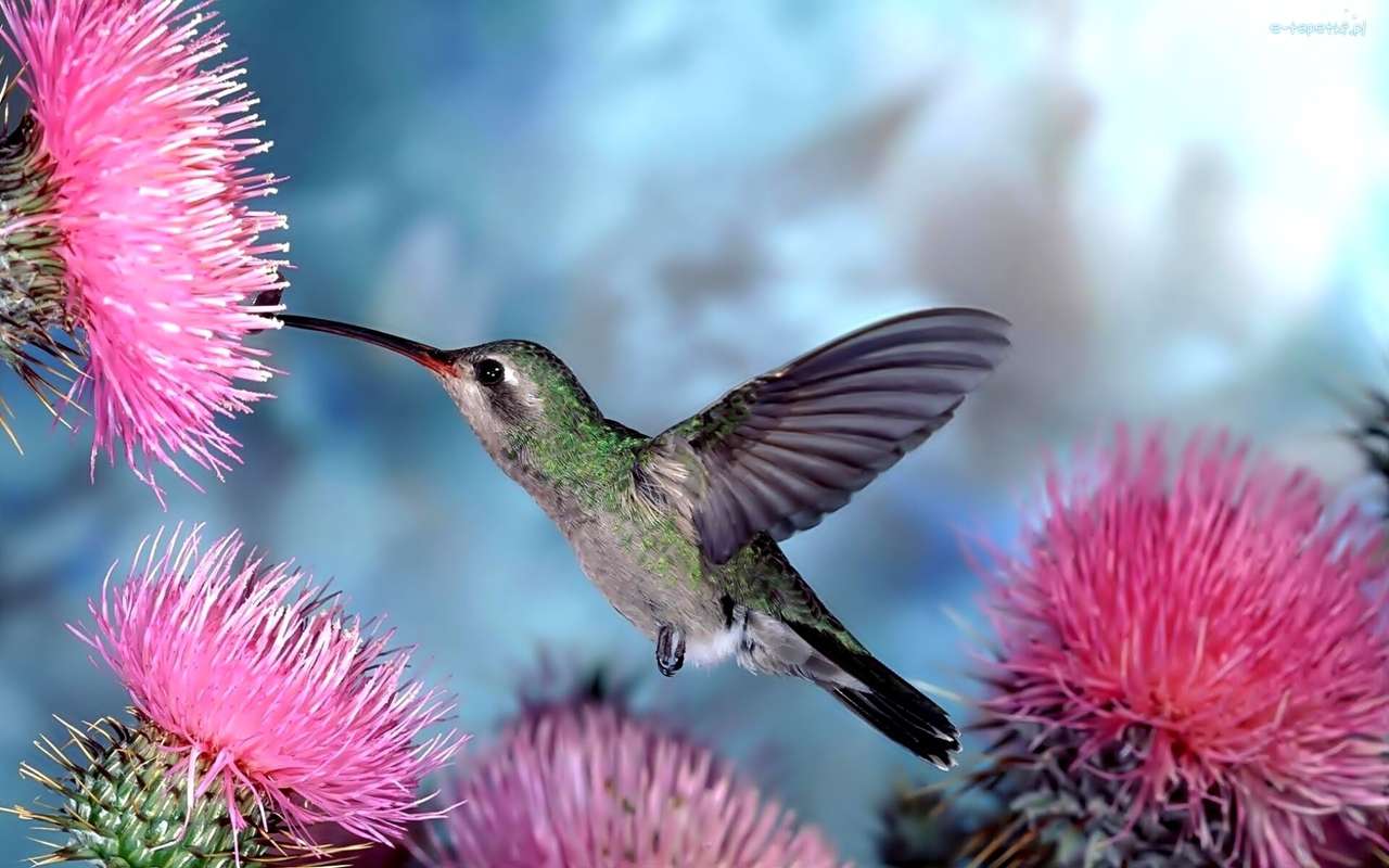 Flores de ostern, colibrí rompecabezas en línea