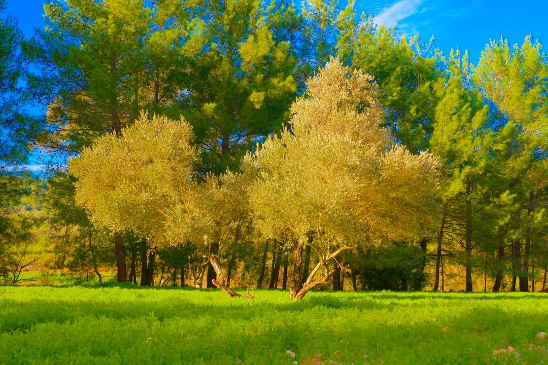 Arbres verts et jaunes sur le champ d'herbe verte sous le ciel bleu puzzle en ligne