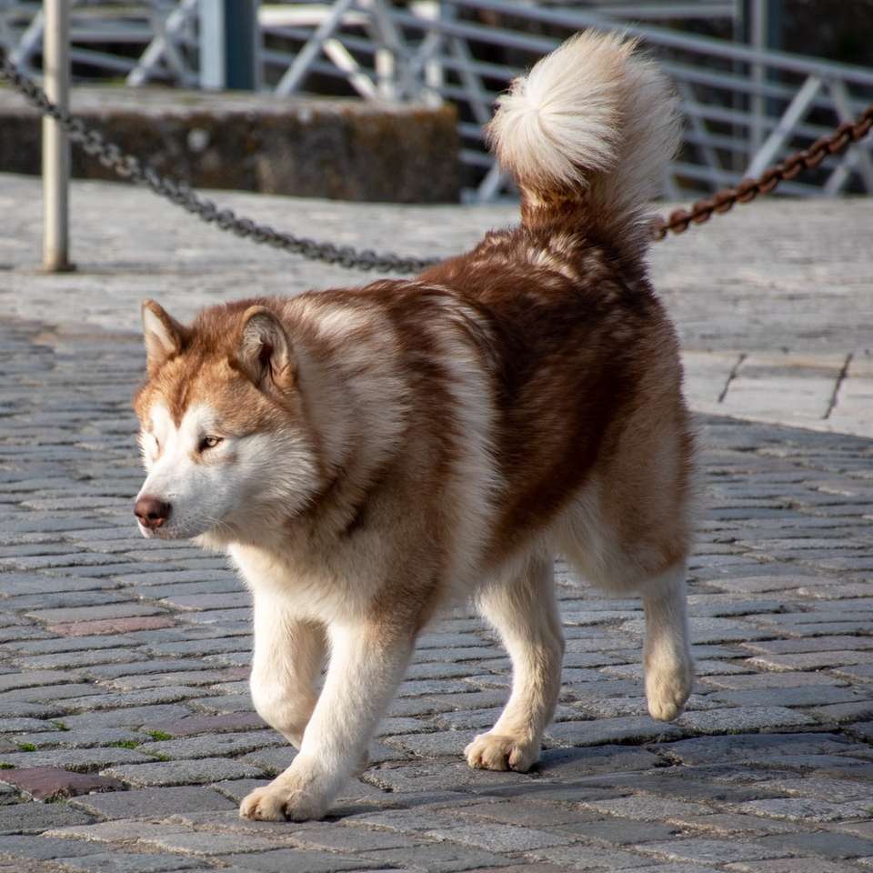 Perrito husky siberiano marrón y blanco en muelle de madera marrón rompecabezas en línea