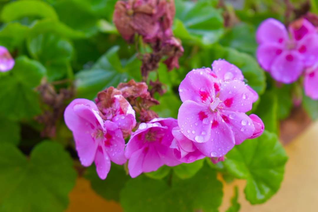 Roze bloem in macro-opname legpuzzel online
