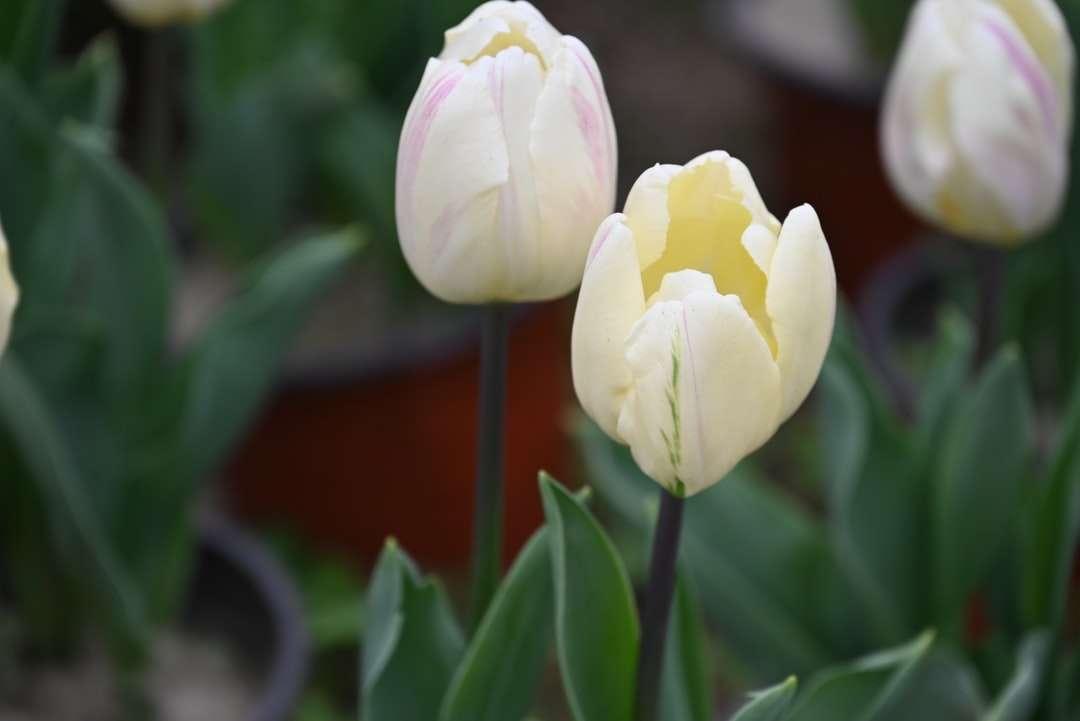 белые и желтые тюльпаны цветут днем онлайн-пазл