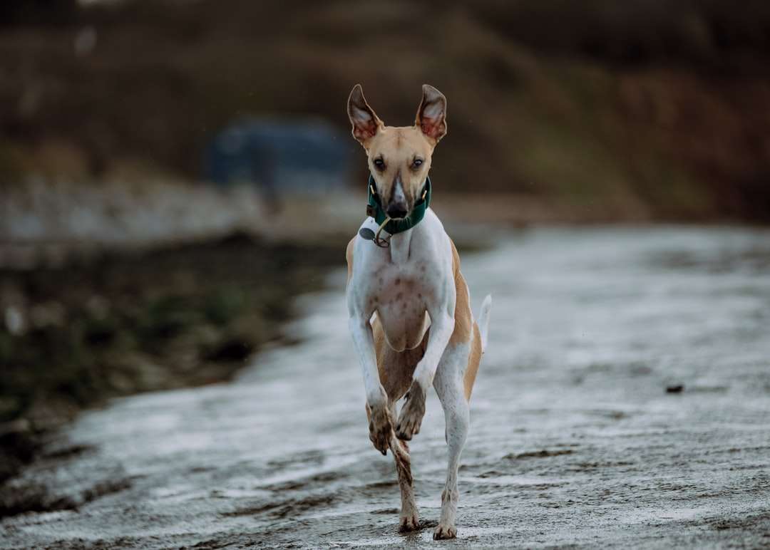 Cão revestido curto branco e marrom correndo na água puzzle online