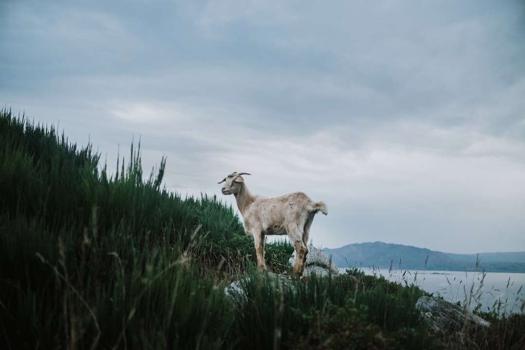 кафяв и бял елен на зелено трева онлайн пъзел