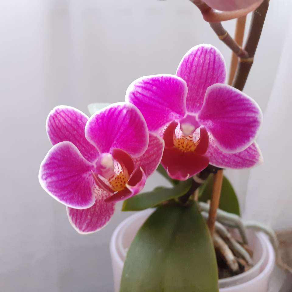 Orchideje Rumunska skládačky online